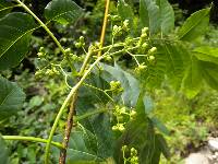 Picrasma quassioides image