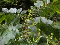 Picrasma quassioides image