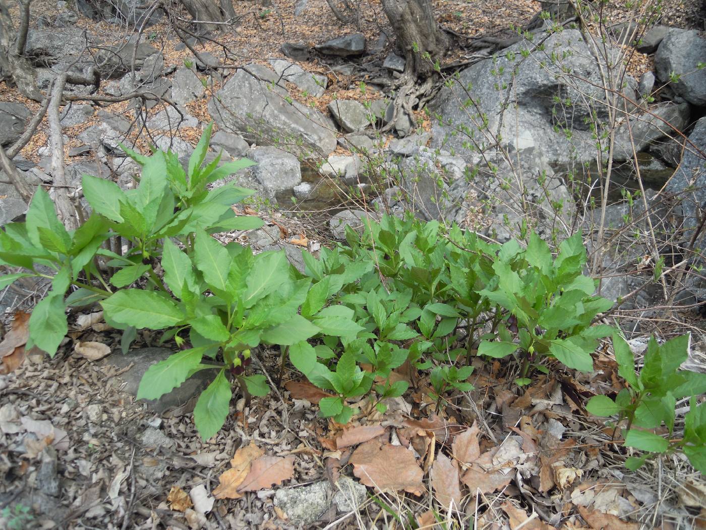 Scopolia japonica image