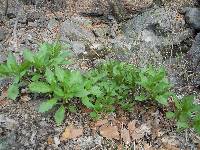 Scopolia japonica image