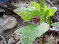 Scopolia japonica image