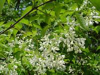 Staphylea bumalda image