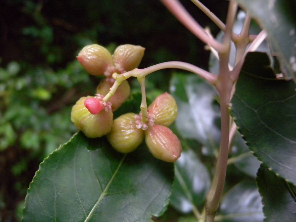 Euscaphis japonica image