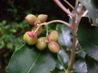 Euscaphis japonica image