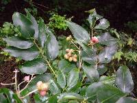 Image of Euscaphis japonica