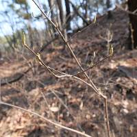 Image of Styrax obassia