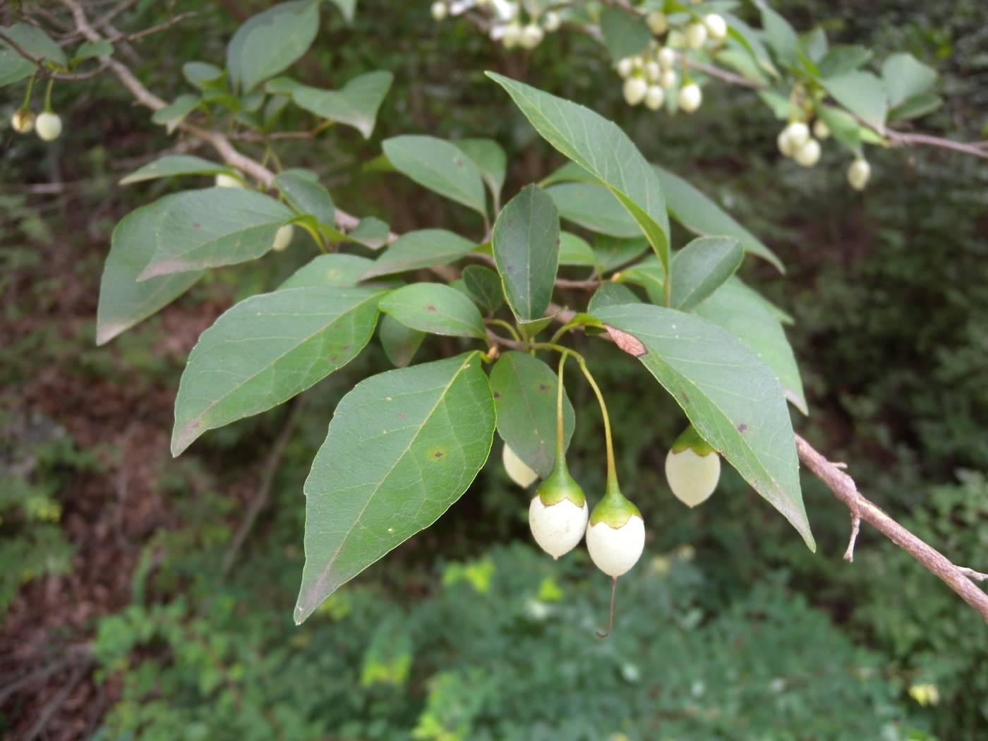 Styrax japonicus image