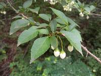 Image of Styrax japonicus