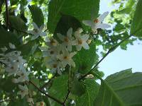 Styrax obassia image