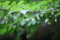 Styrax japonicus image