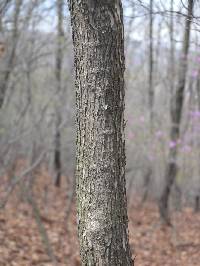 Image of Symplocos sawafutagi