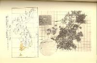 Image of Torreya nucifera