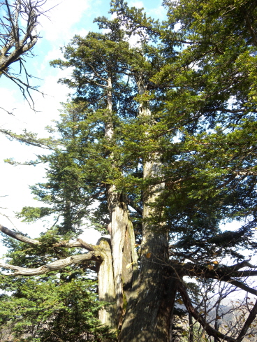 Taxus cuspidata image