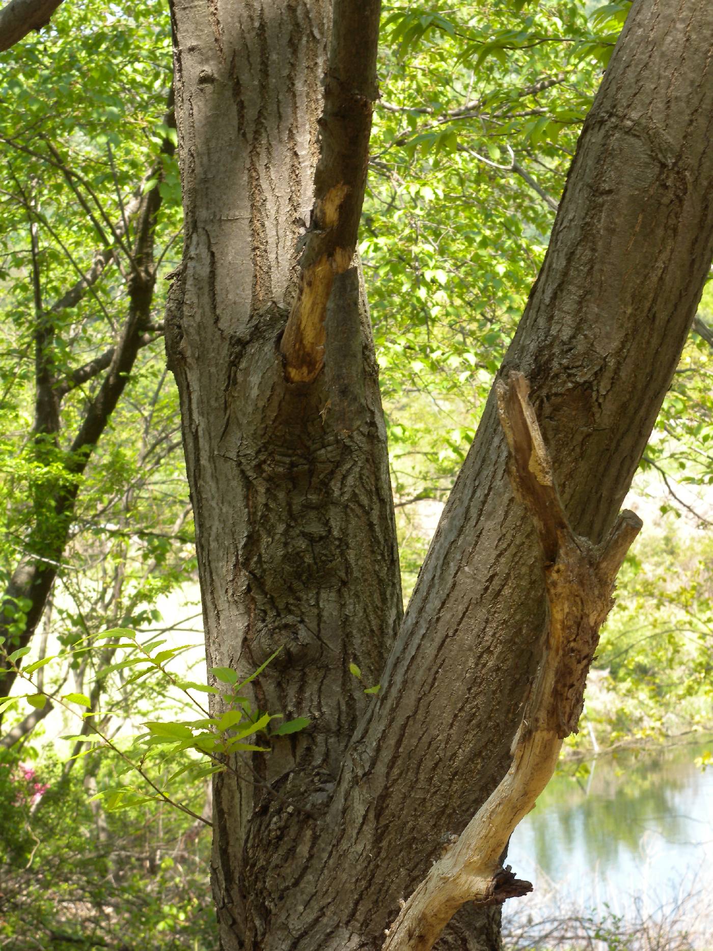 Tilia amurensis image
