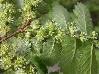 Hemiptelea davidii image