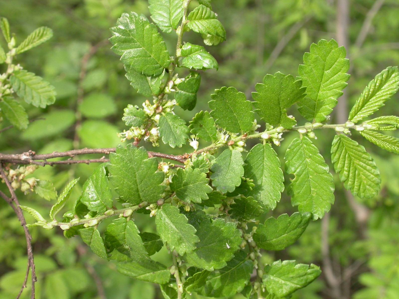 Hemiptelea davidii image