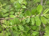 Hemiptelea davidii image