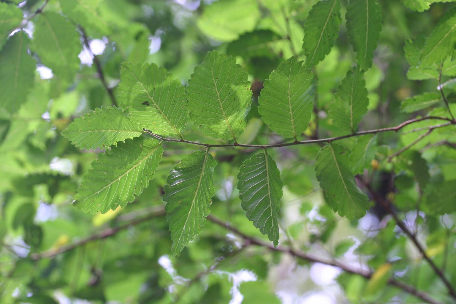 Hemiptelea davidii image