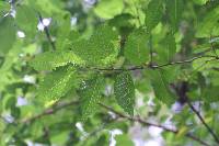 Hemiptelea davidii image