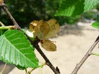 Ulmus davidiana image