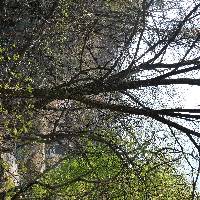 Ulmus davidiana var. japonica image