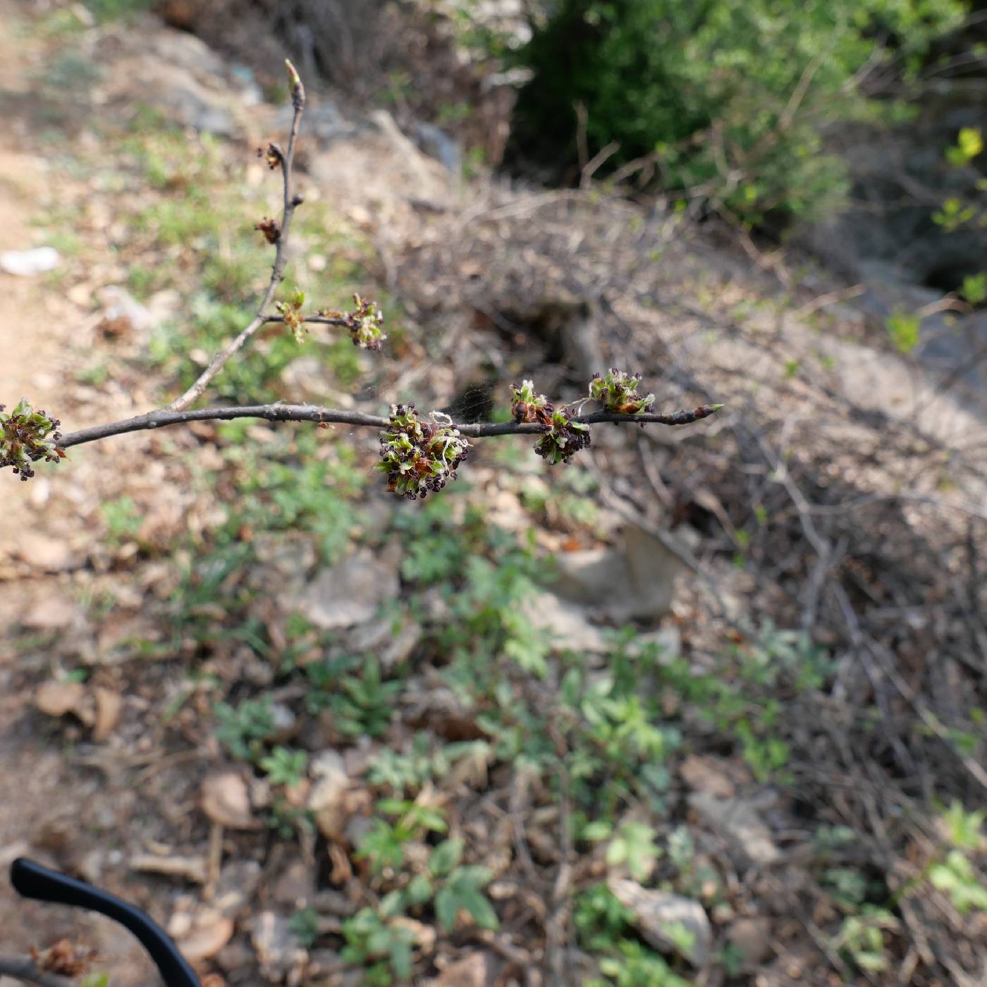 Ulmus davidiana var. japonica image
