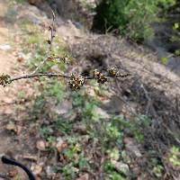Ulmus davidiana var. japonica image