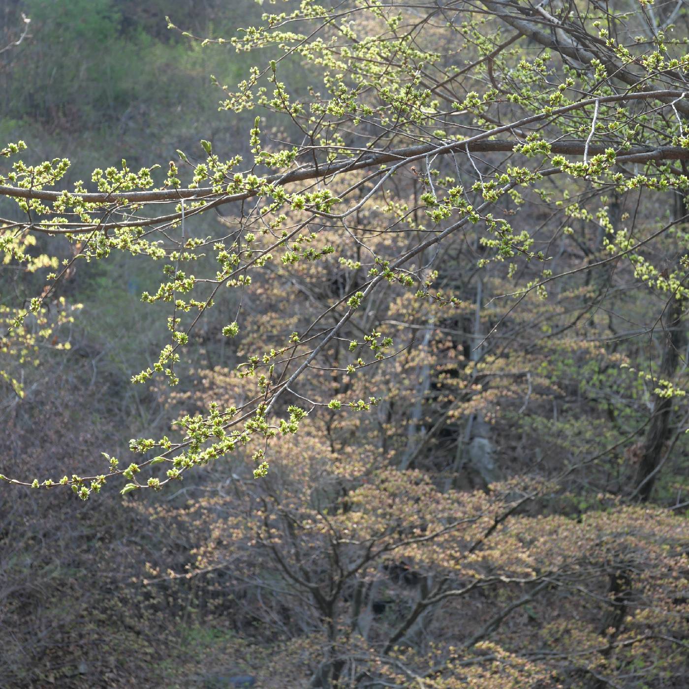 Ulmus davidiana var. japonica image