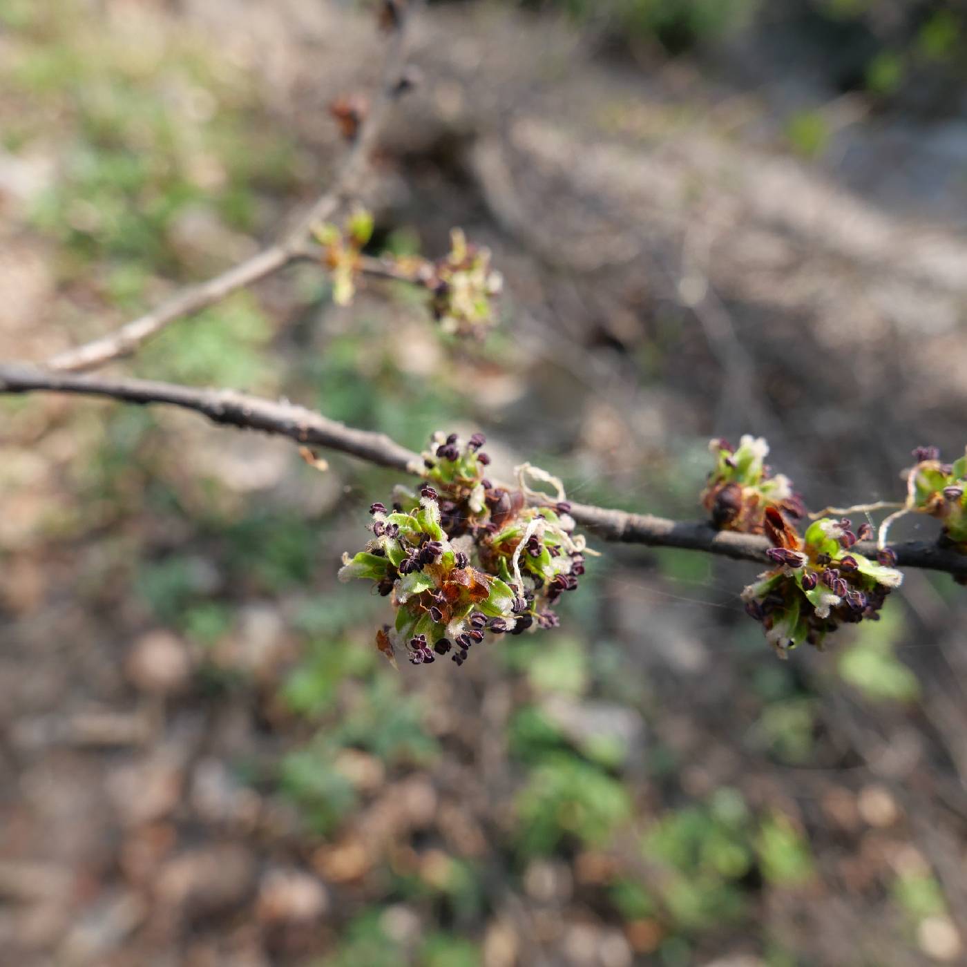 Ulmus davidiana var. japonica image