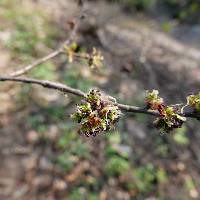 Image of Ulmus japonica