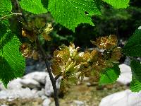 Ulmus laciniata image