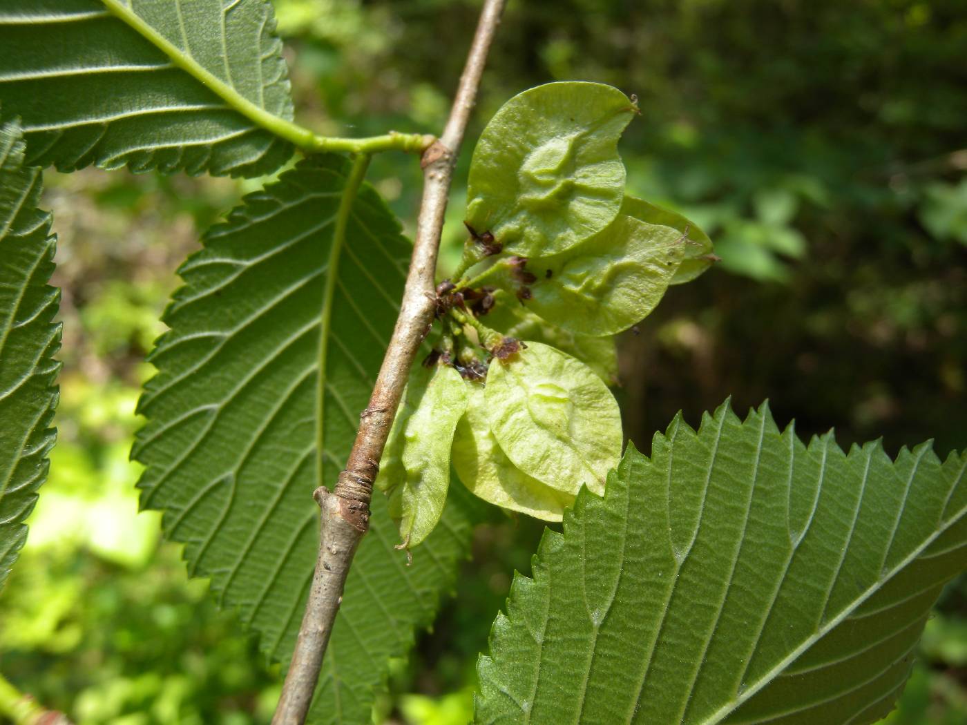 Ulmus laciniata image