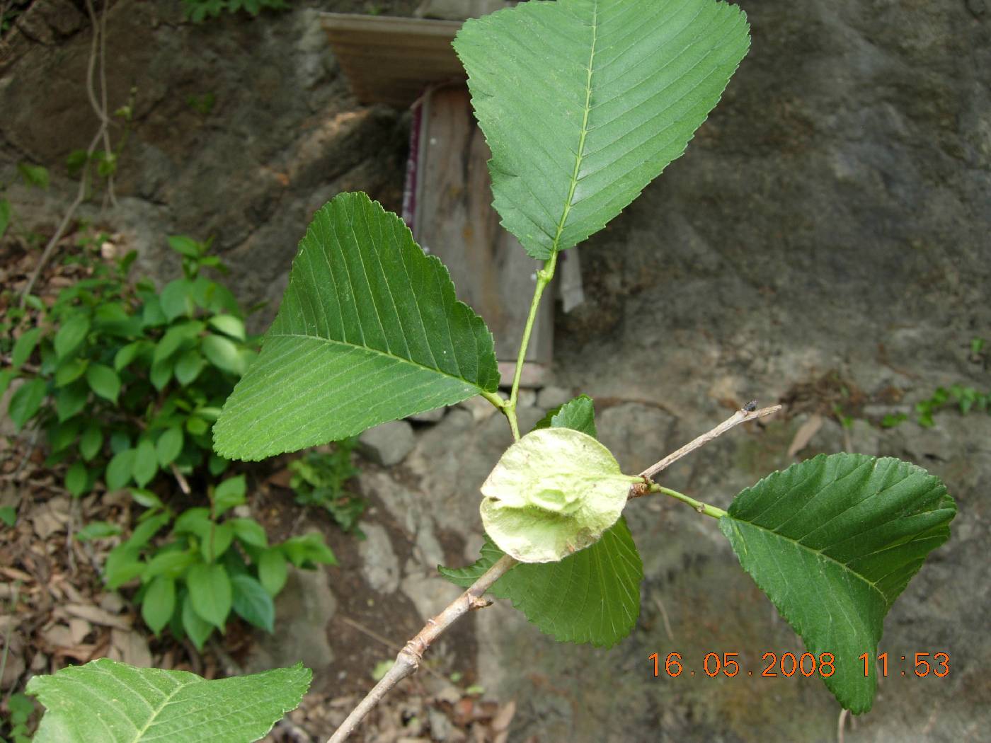 Ulmus macrocarpa image