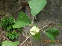Ulmus macrocarpa image