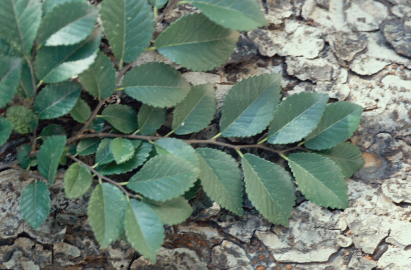 Ulmus parvifolia image