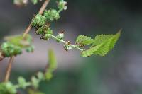 Zelkova serrata image
