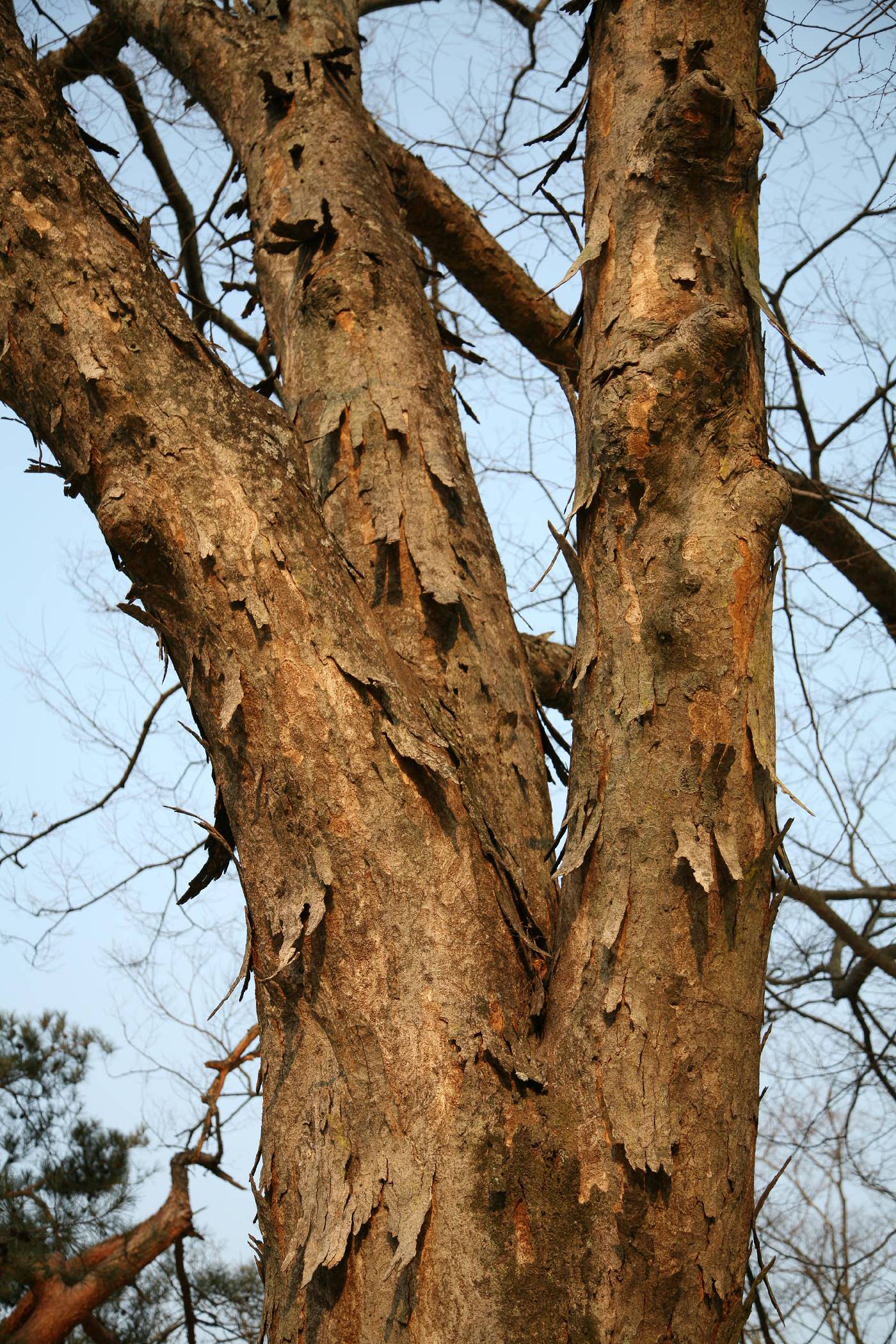 Zelkova serrata image