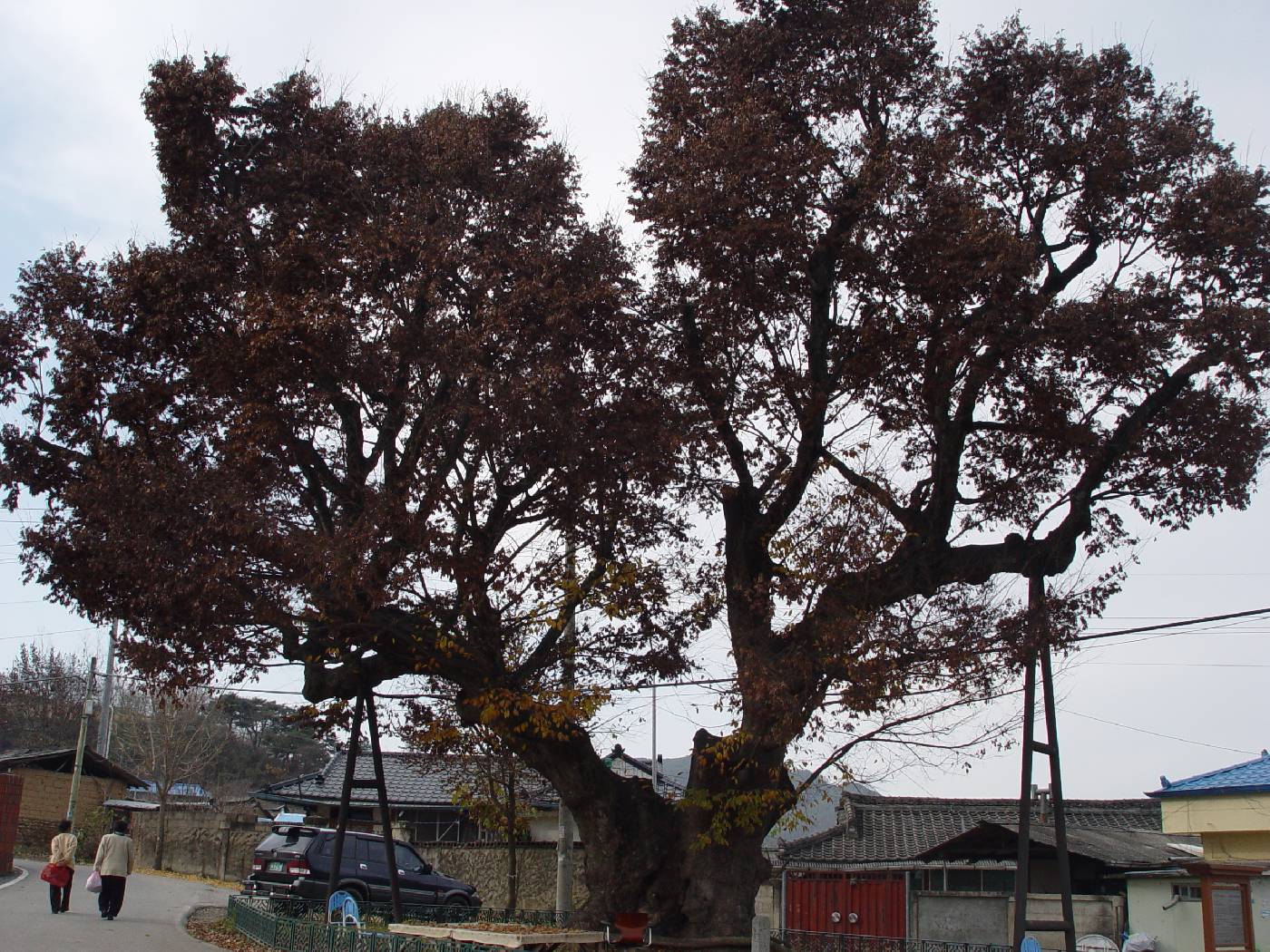 Zelkova serrata image