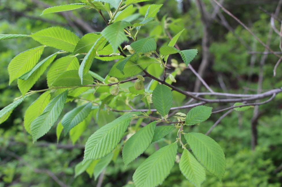 Ulmus davidiana image