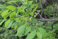 Ulmus davidiana image