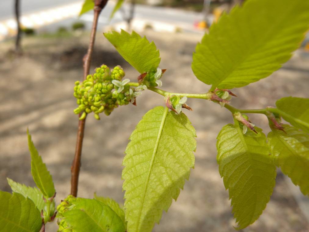 Zelkova serrata image