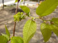 Zelkova serrata image