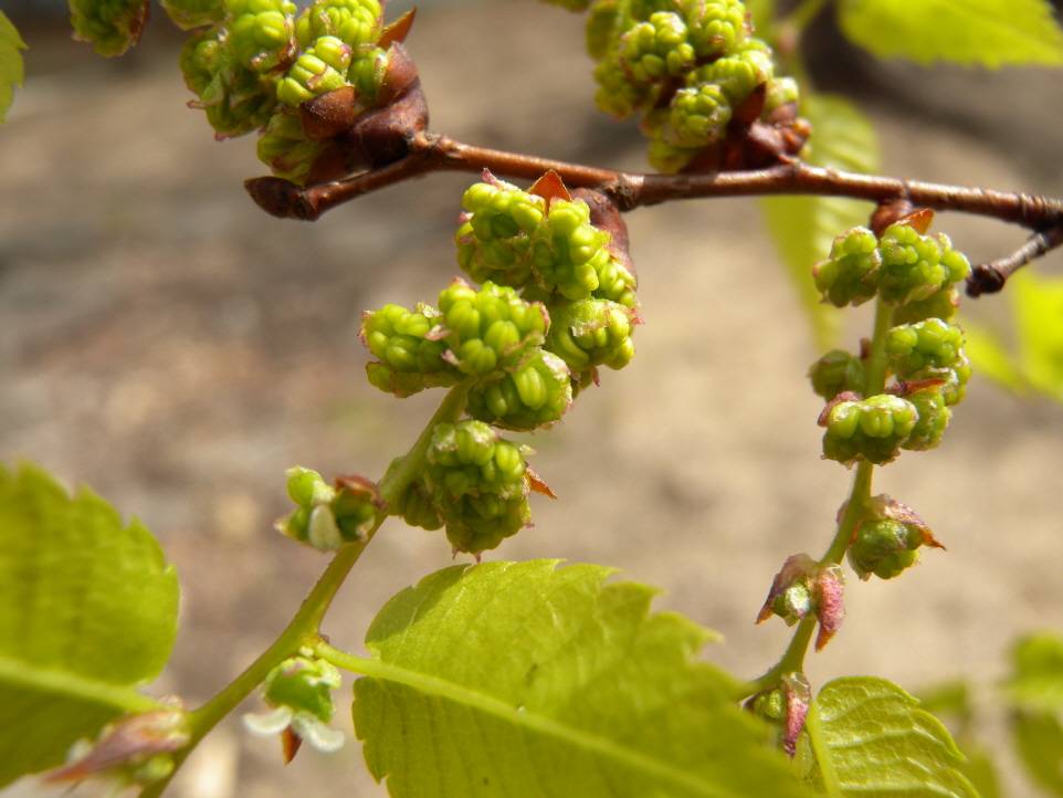 Zelkova serrata image