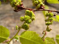 Zelkova serrata image
