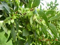 Ulmus parvifolia image