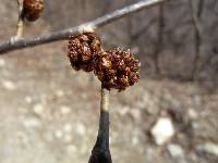 Ulmus davidiana image