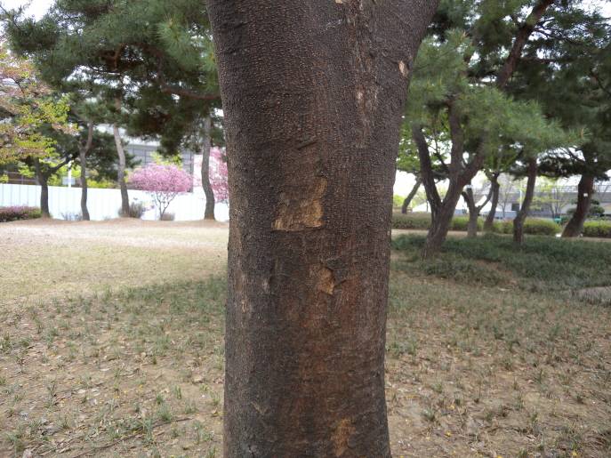 Zelkova serrata image