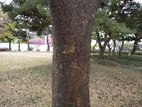 Zelkova serrata image