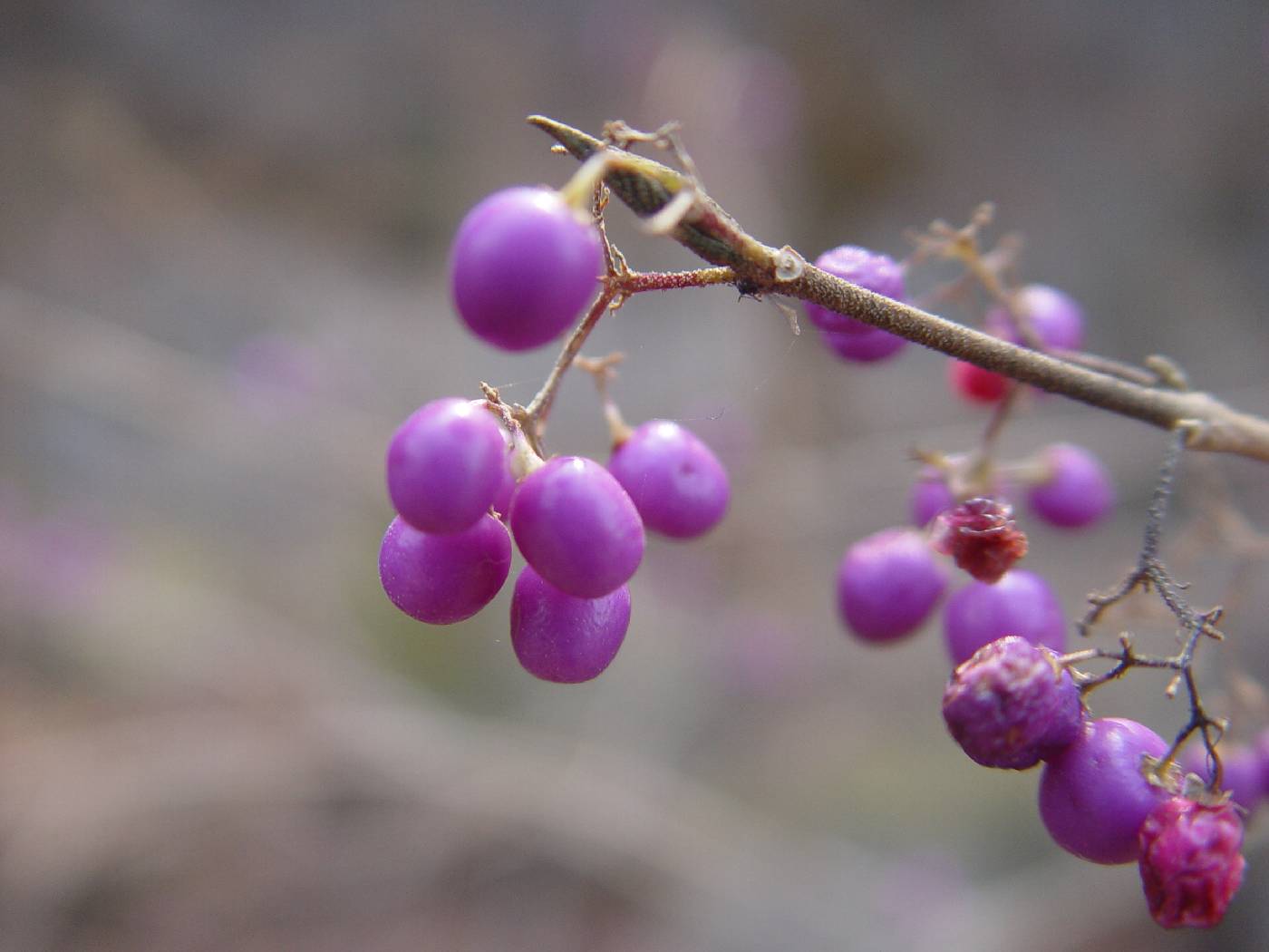 Callicarpa japonica image