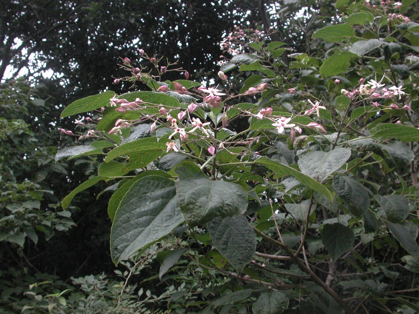 Clerodendrum trichotomum image